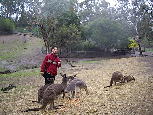 昨天跑去南澳首府阿得雷德近郊動物園玩的我(下)