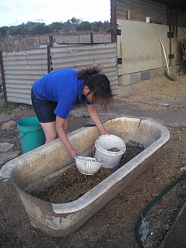 澳洲農場餵豬記