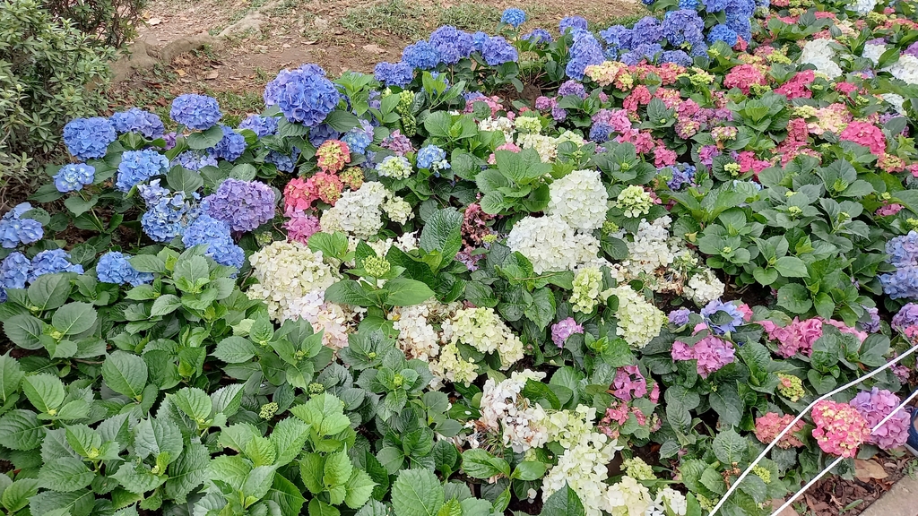 大安森林公園的杜鵑花節超好看!